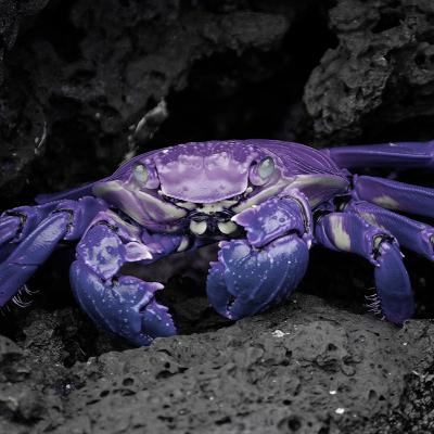 Making Sushi // 5d20 // S01E49