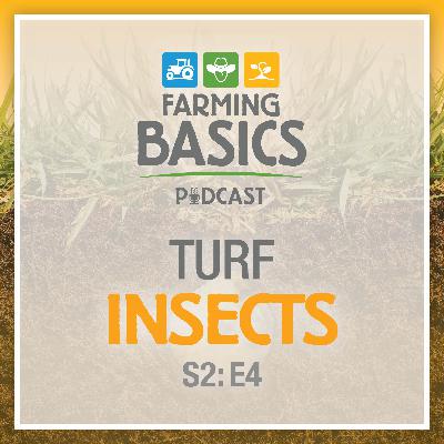 Season 2 Episode 4 – Turf Insects