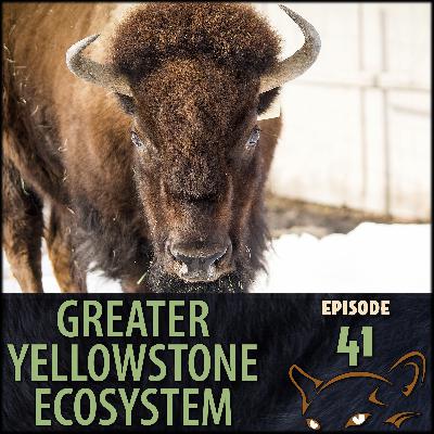 Episode 41: Bison