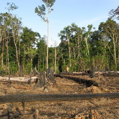 Notizen aus Brasilien: Highway der Zerstörung