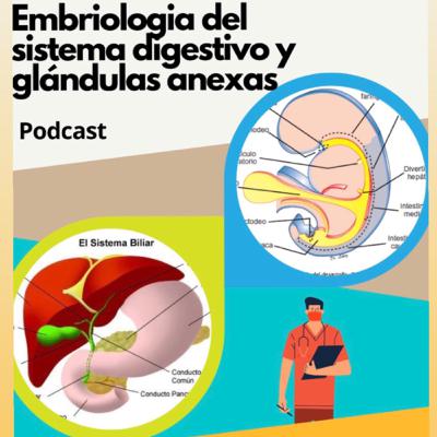 Embriología del sistema digestivo y glándulas anexas
