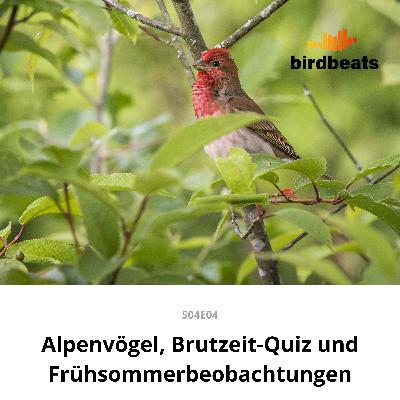 Alpenvögel, Brutzeit-Quiz und Frühsommerbeobachtungen