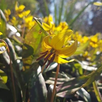 Erythroniums with Ian Young