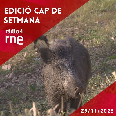 Edició Cap de Setmana - 29/11/2025