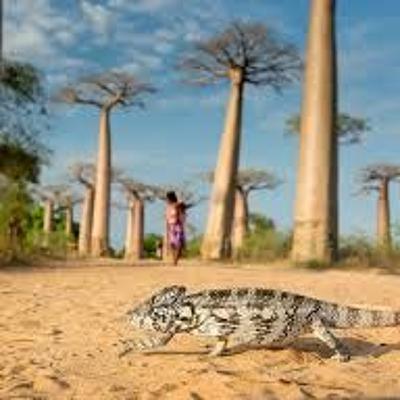 E24. Madagascar Y2K and Big Cats E24. Madagascar Y2K and Big Cats