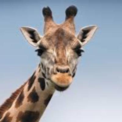 22. Állati találkozás a Nagyvilágban, "hangos-lap"