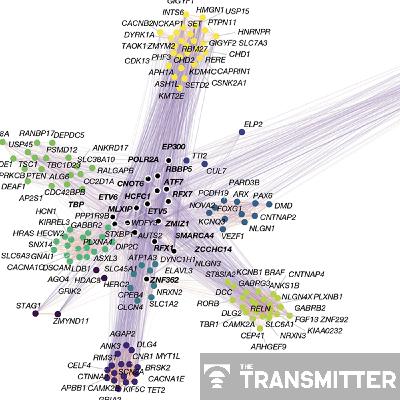 Organoid study reveals shared brain pathways across autism-linked variants