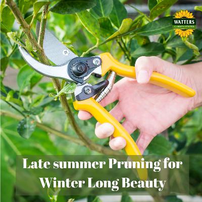 🌺 Late summer Pruning for Winter Long Beauty