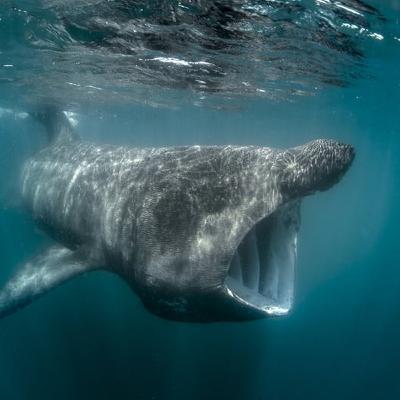 International Conference on Basking Sharks