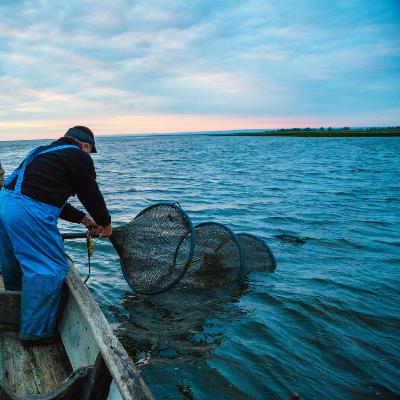 #42 - A História do Executivo e do Pescador