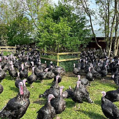 Irish turkey production at Christmas time
