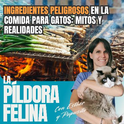558. INGREDIENTES PELIGROSOS en la comida para gatos: mitos y realidades 558. INGREDIENTES PELIGROSOS en la comida para gatos: mitos y realidades