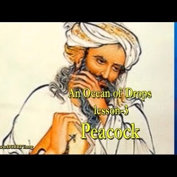 An Ocean of Drops - Lesson 3 - Peacock