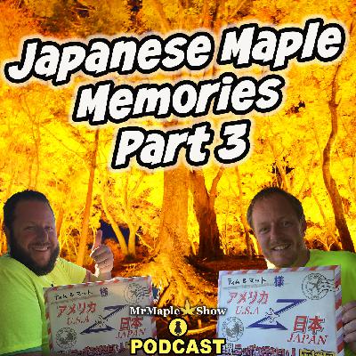 Japanese Maple Memories Pert 3: Stories, Trees, and Time | MrMaple Show Podcast