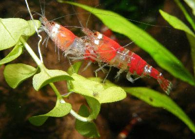 Tiny The Shrimp Discovers Underground Rivers Tiny The Shrimp Discovers Underground Rivers
