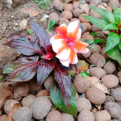 Os conflitos do Prado