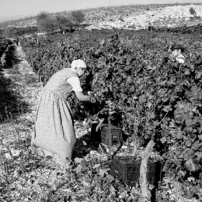 חברי הקיבוץ מדברים על הקיבוץ - Kibbutznikim on the kibbutz חברי הקיבוץ מדברים על הקיבוץ - Kibbutznikim on the kibbutz