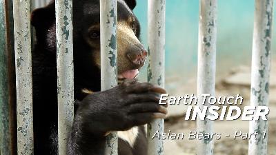 The Plight of Asian Bears Part 1: The Pet Trade
