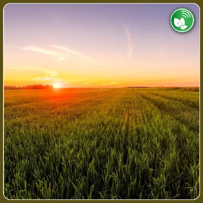 El “lote perfecto”: la plataforma que busca revolucionar el acceso a la tierra en el agro
