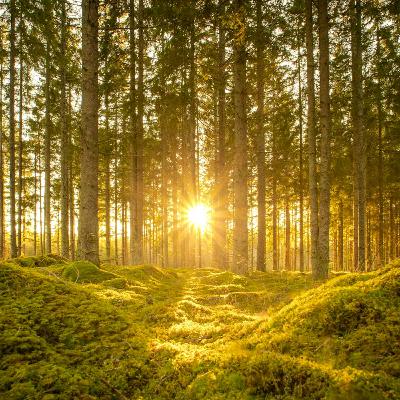 World Peace Guided Meditation✨Raising Consciousness, Love and Light