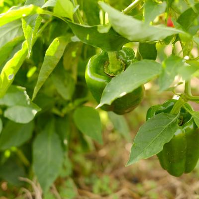 第79回 モヤモヤ探しの旅に出るのさ! 第79回 モヤモヤ探しの旅に出るのさ!