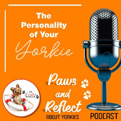#2 - The Personality of Your Yorkie