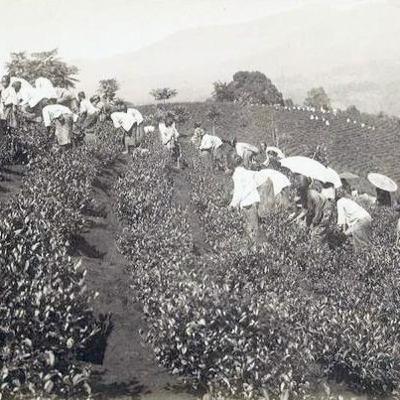 Sistem Ekonomi Liberal Pada Masa Hindia Belanda