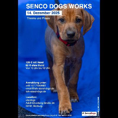 Welpen, Hundeschule SencoDogs, dies & das