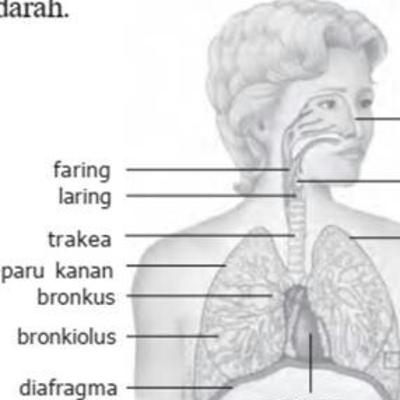 Sistem Pernafasan Manusia Sistem Pernafasan Manusia