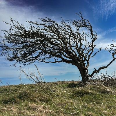60 Seconds For Wednesdays on Whidbey: Humans Like Trees Are Sturdier Than We Might Believe