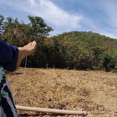 Conteúdo Agroflorestal Sintrópico