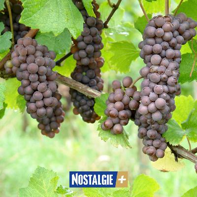 Cépages classiques, hybrides et métis : comprendre les vins d’aujourd’hui – avec Olivier Delorme