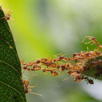 Ep. 72: This week I learned plants can smell predators coming, and more