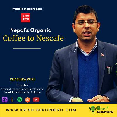 Nepal's Organic coffee to Nescafe/Starbucks