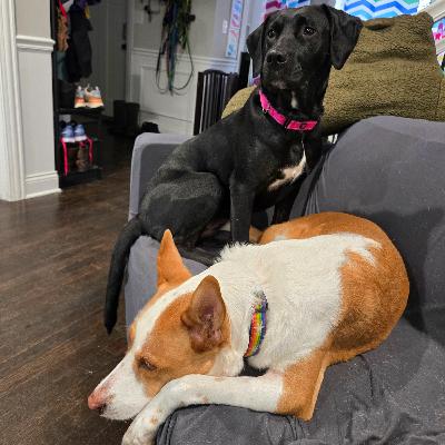 In Defense of the Foster Fail