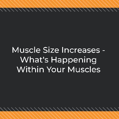 Muscle Size Increases - What's Happening Within Your Muscles