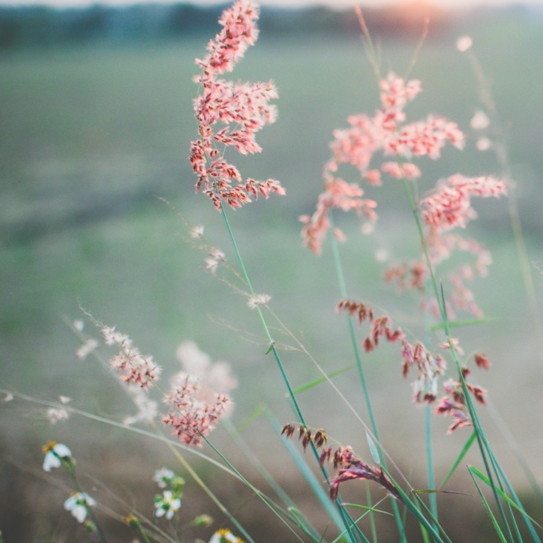 #208 A lenda do velho homem inabalável e um pequeno galho #208 A lenda do velho homem inabalável e um pequeno galho