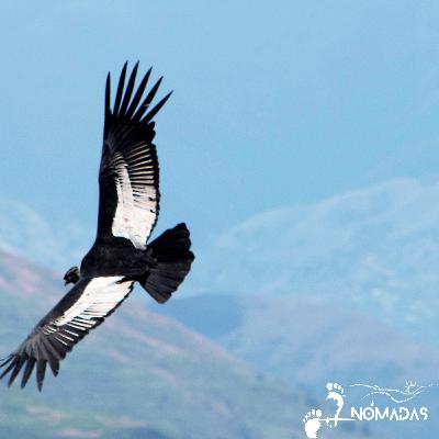 La cuna de los cóndores y de las lluvias horizontales: Una historia sonora a cuatro voces La cuna de los cóndores y de las lluvias horizontales: Una historia sonora a cuatro voces