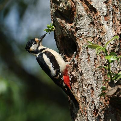 Scolytes, traumas et chair de poule