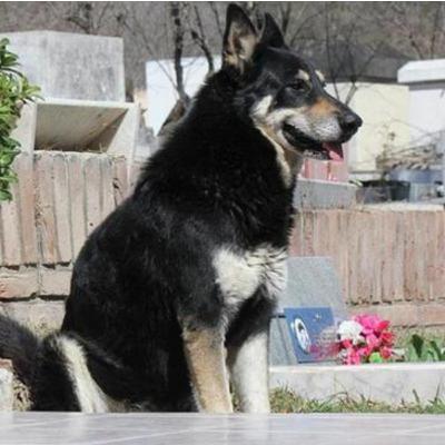 38: Dos historias conmovedoras que demuestran que los animales si tienen sentimientos