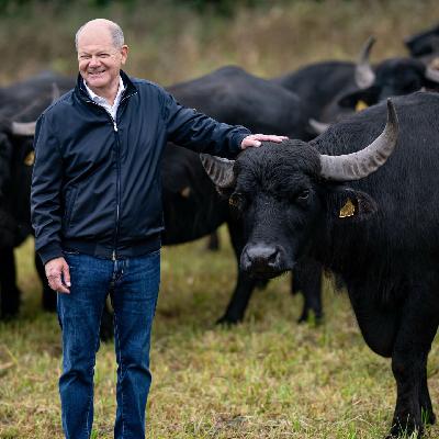 Olaf Scholz bei den Wasserbüffeln