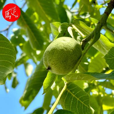 Die Bach-Blüte "Walnut"