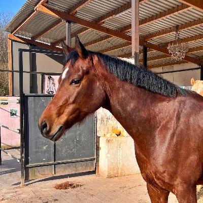 #427 Wenn Tieräzrte Hilfe brauchen: Die Vethilfe im Portrait #Podcasthon #427 Wenn Tieräzrte Hilfe brauchen: Die Vethilfe im Portrait #Podcasthon