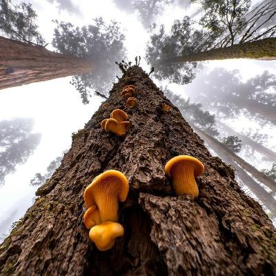 विंटेज (Vintage)