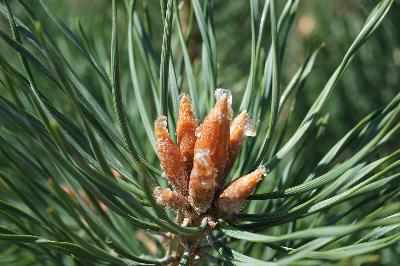 Sticky tricky terpenes
