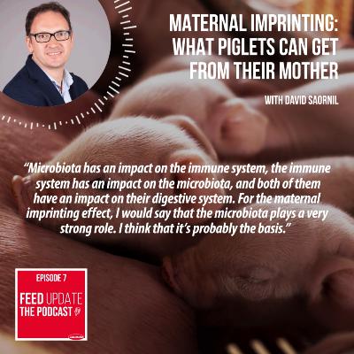Ep. #7 | Maternal imprinting: what piglets can get from their mother, with David Saornil