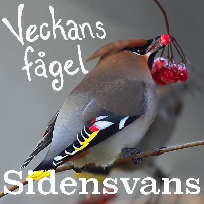 Sidensvans