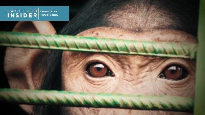 Hope for rescued chimpanzees in the DRC