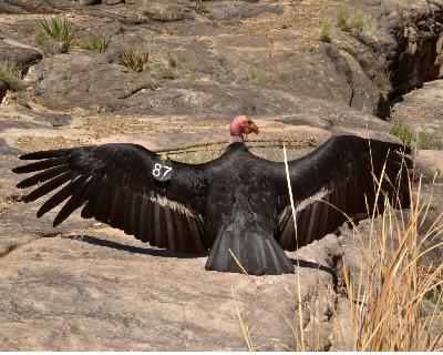 Earth Notes: Aeroecology of Condors