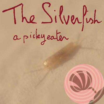 The silverfish, a picky eater The silverfish, a picky eater